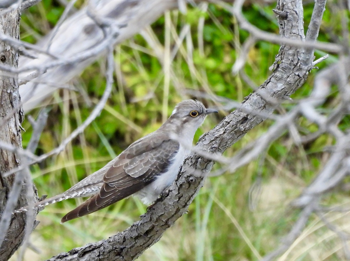 Бледная кукушка - ML644595726