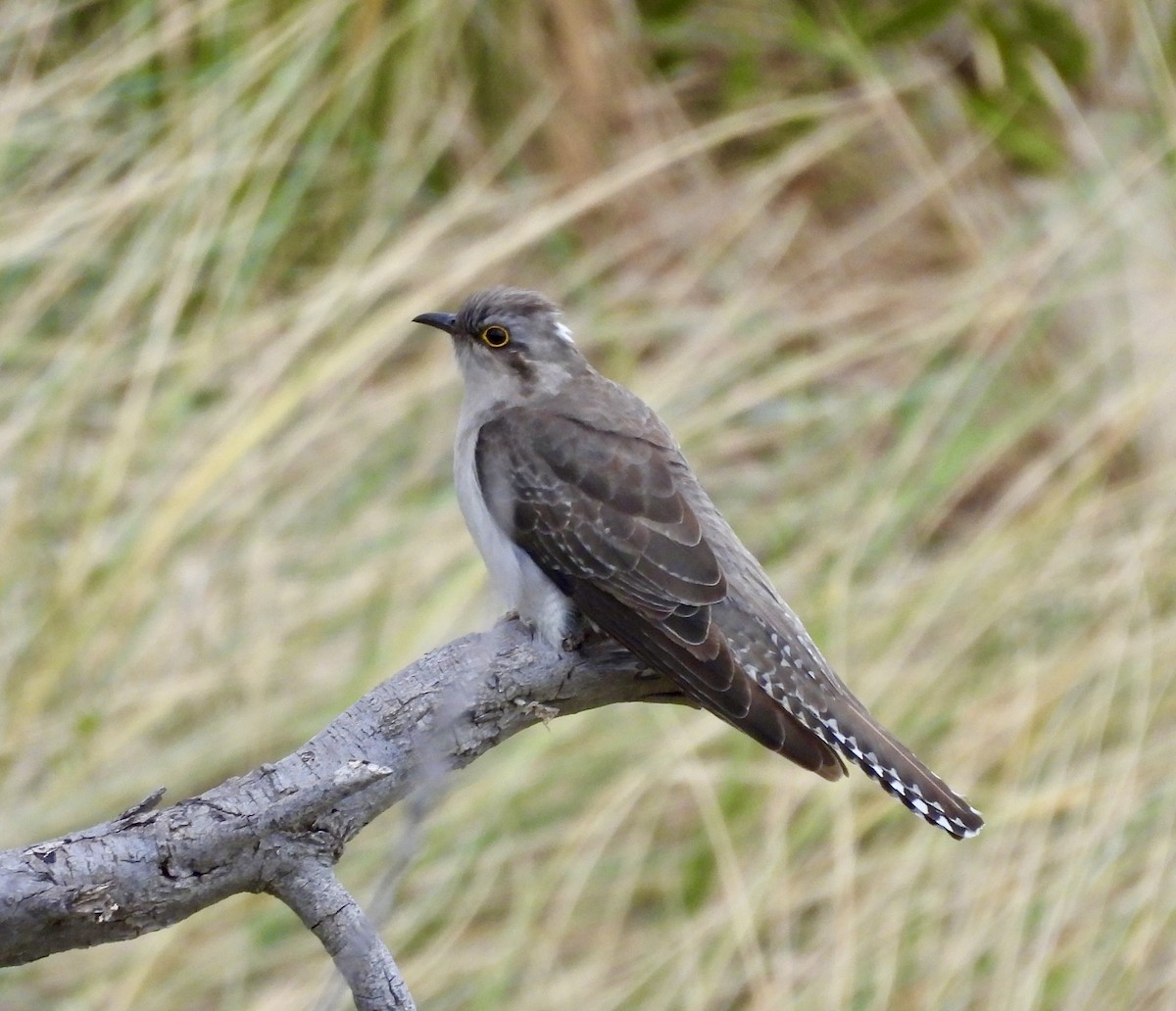 Бледная кукушка - ML644595727