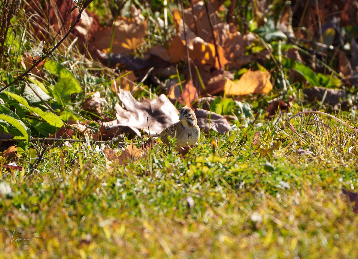 Lark Sparrow - ML644595728