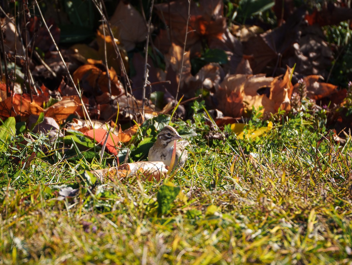 Lark Sparrow - ML644595729