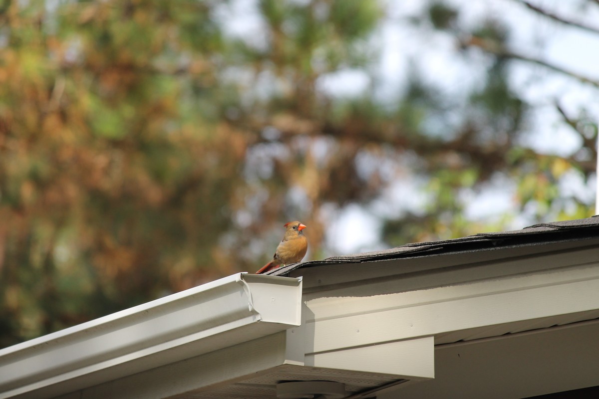 Кардинал червоний - ML644595731