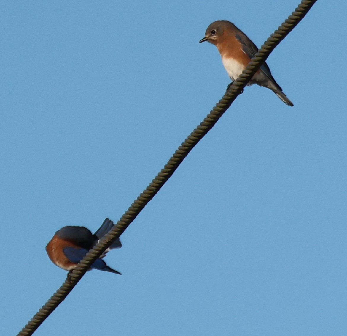Eastern Bluebird - ML644595742