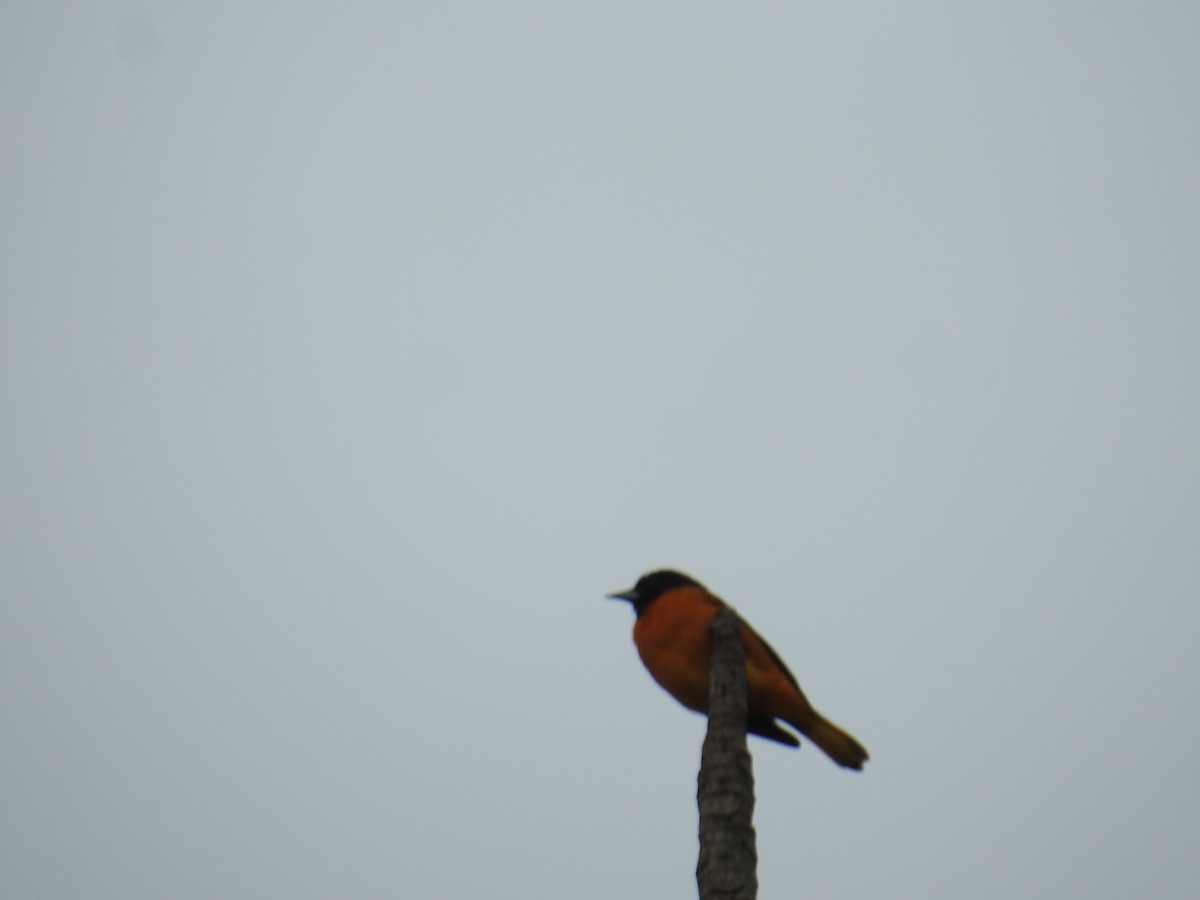 lundtrupial - ML644595749