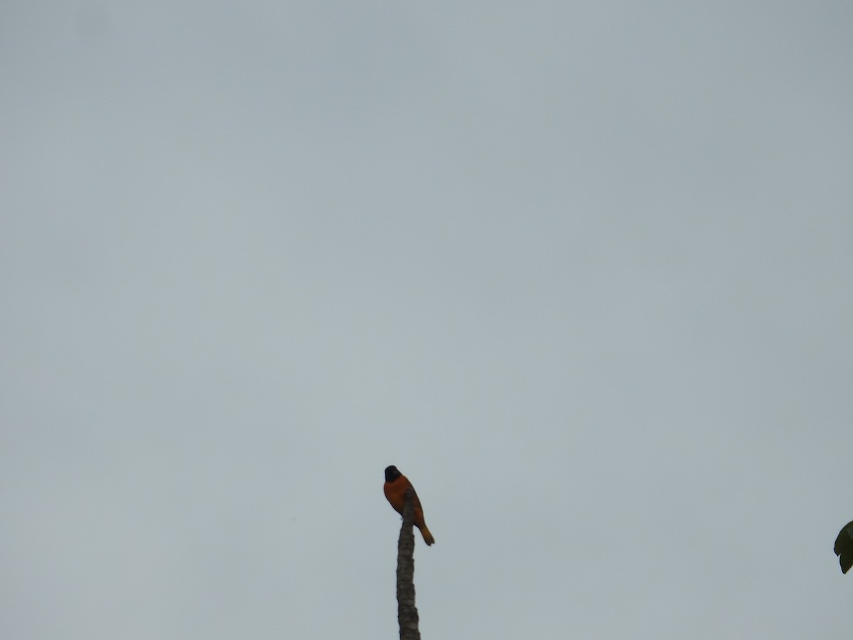 lundtrupial - ML644595750