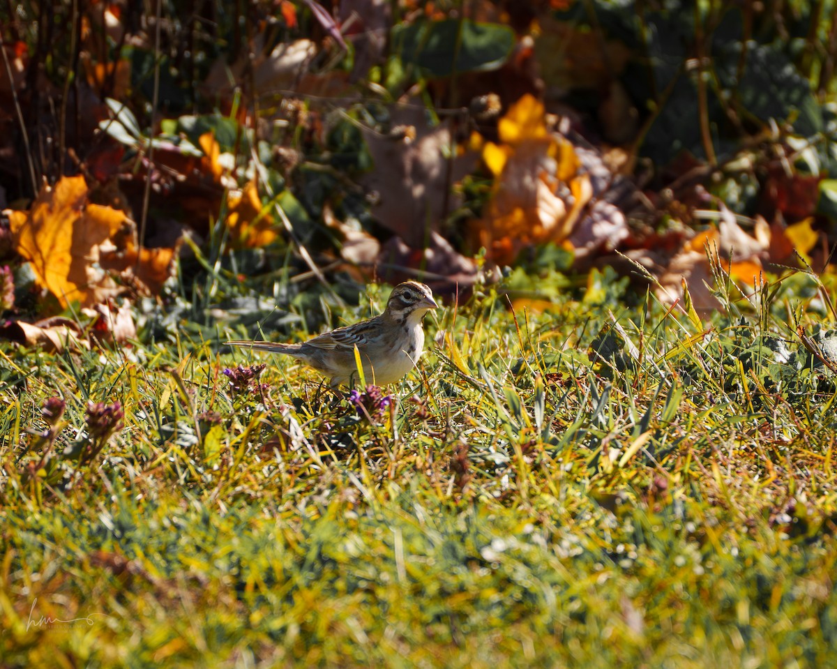 Lark Sparrow - ML644595753