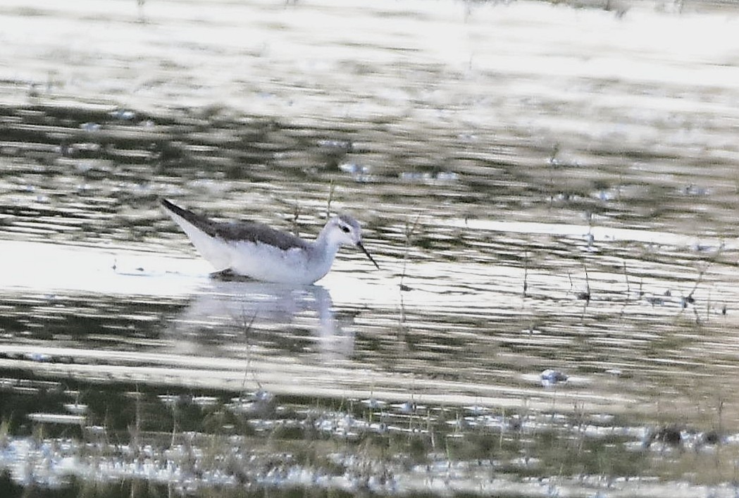 Wilsonwassertreter - ML644595756