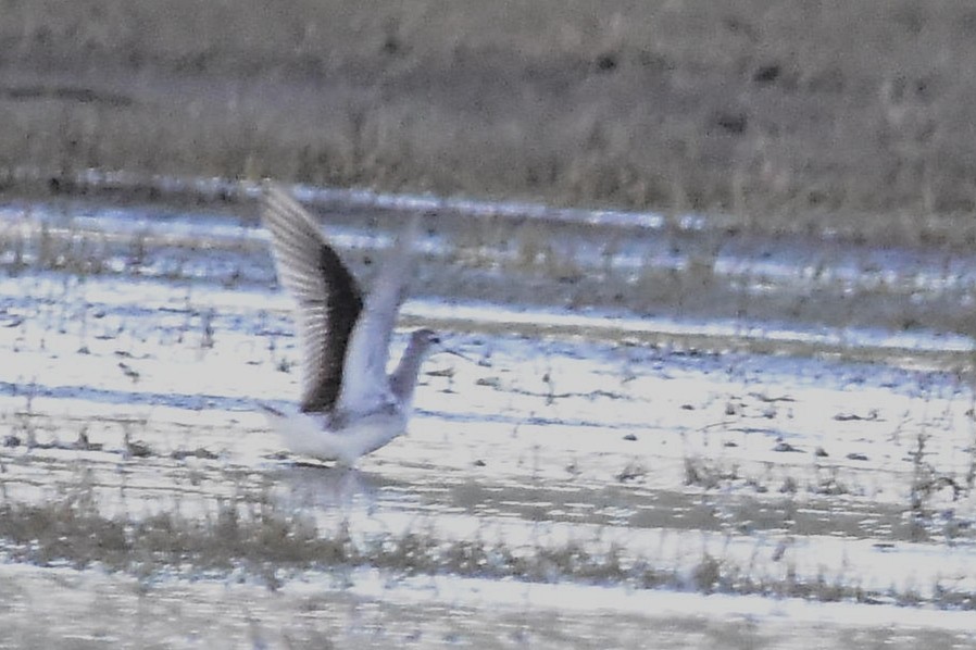 Wilsonwassertreter - ML644595759