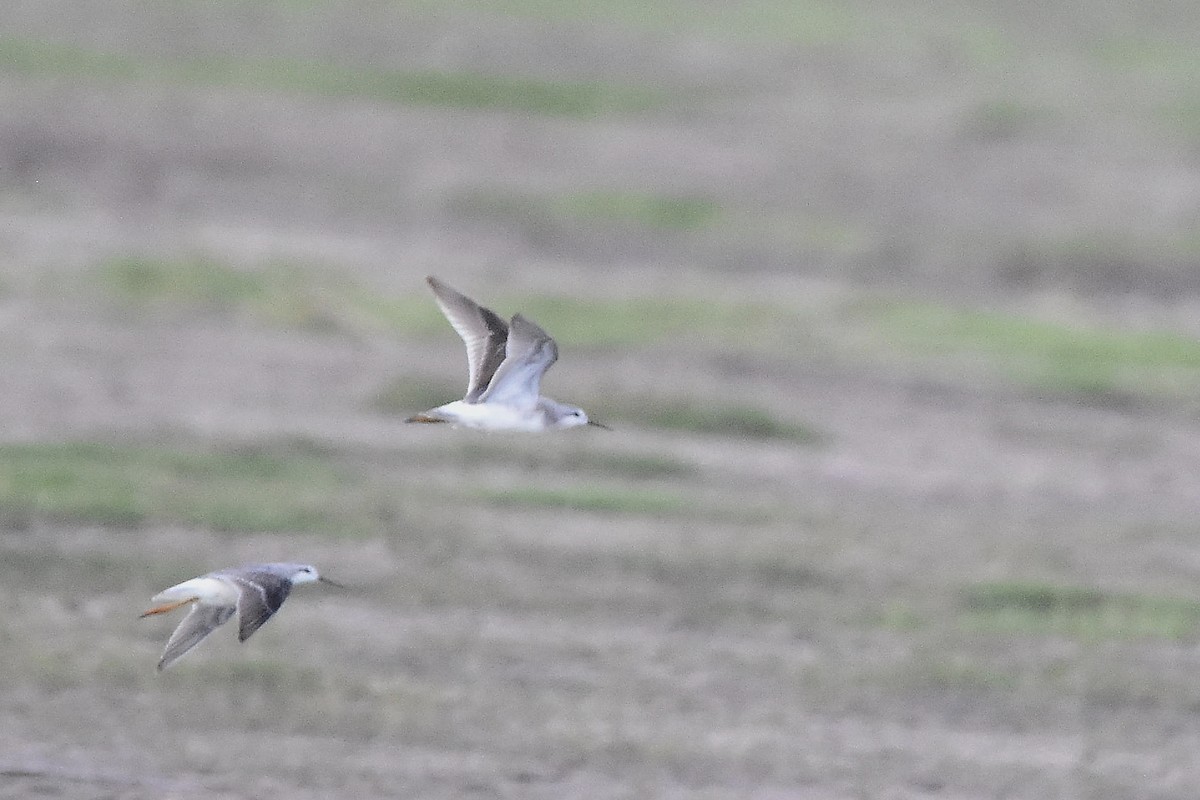 Wilsonwassertreter - ML644595760