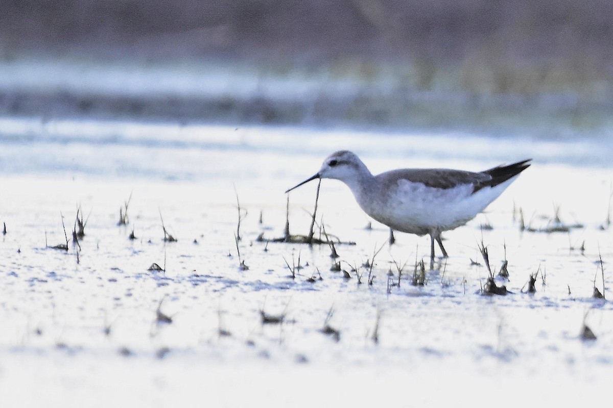 Wilsonwassertreter - ML644595761