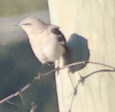 Northern Mockingbird - ML644595765
