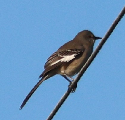 Northern Mockingbird - ML644595766