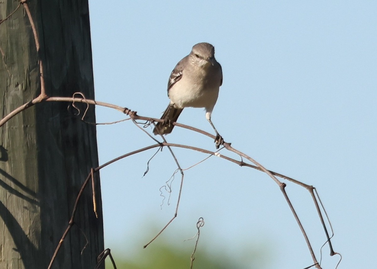 Northern Mockingbird - ML644595767