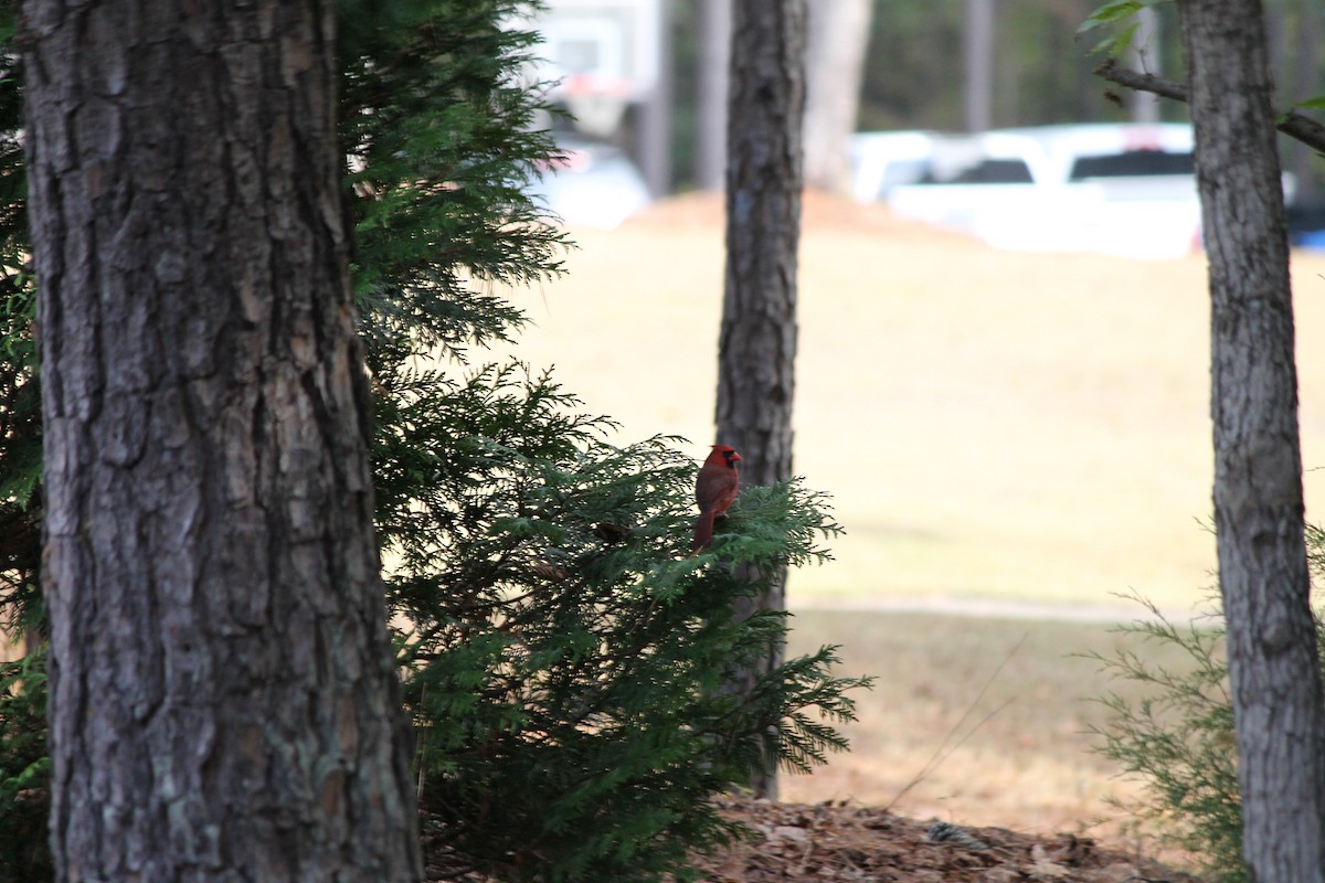 Кардинал червоний - ML644595768