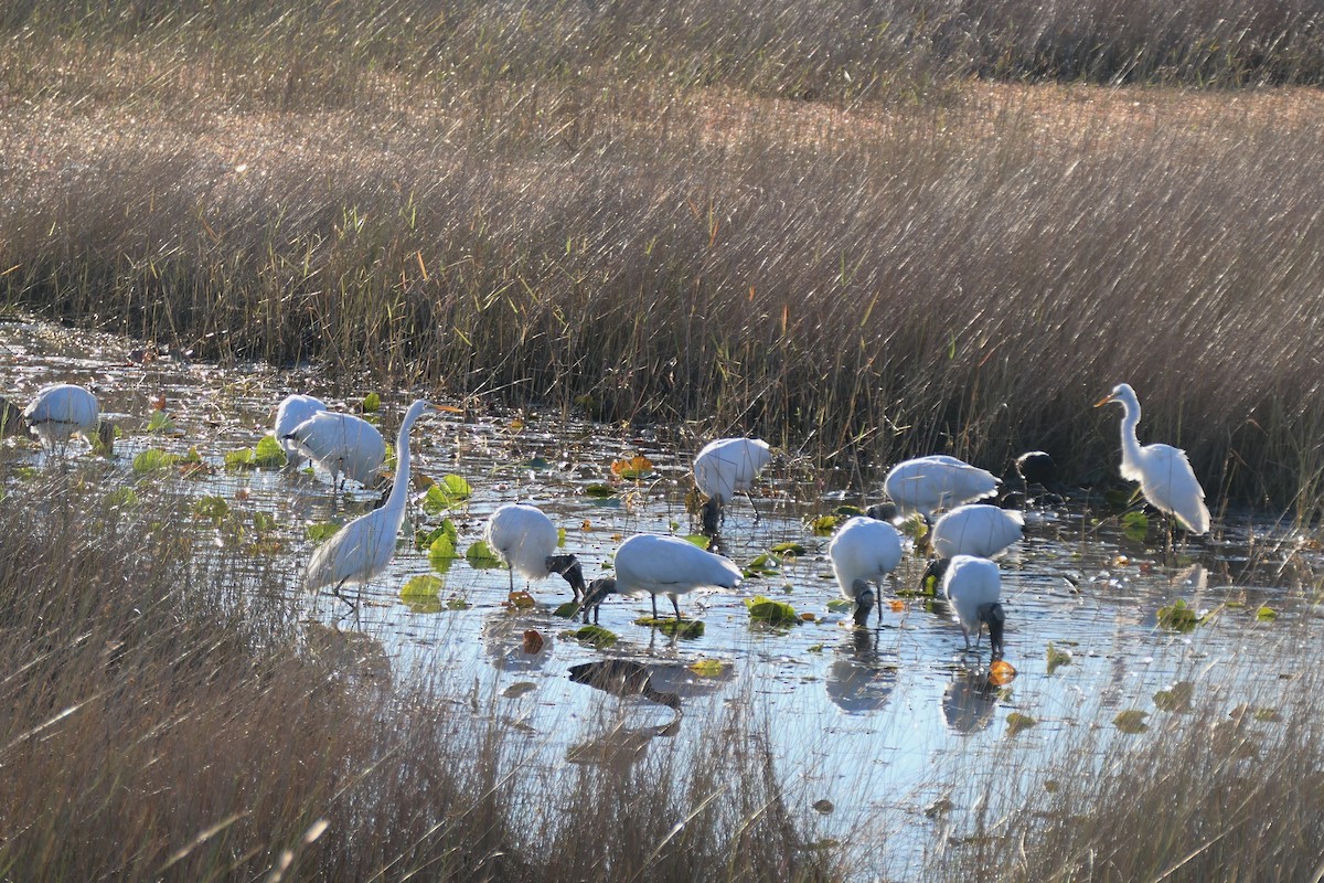 amerikastork - ML644595772