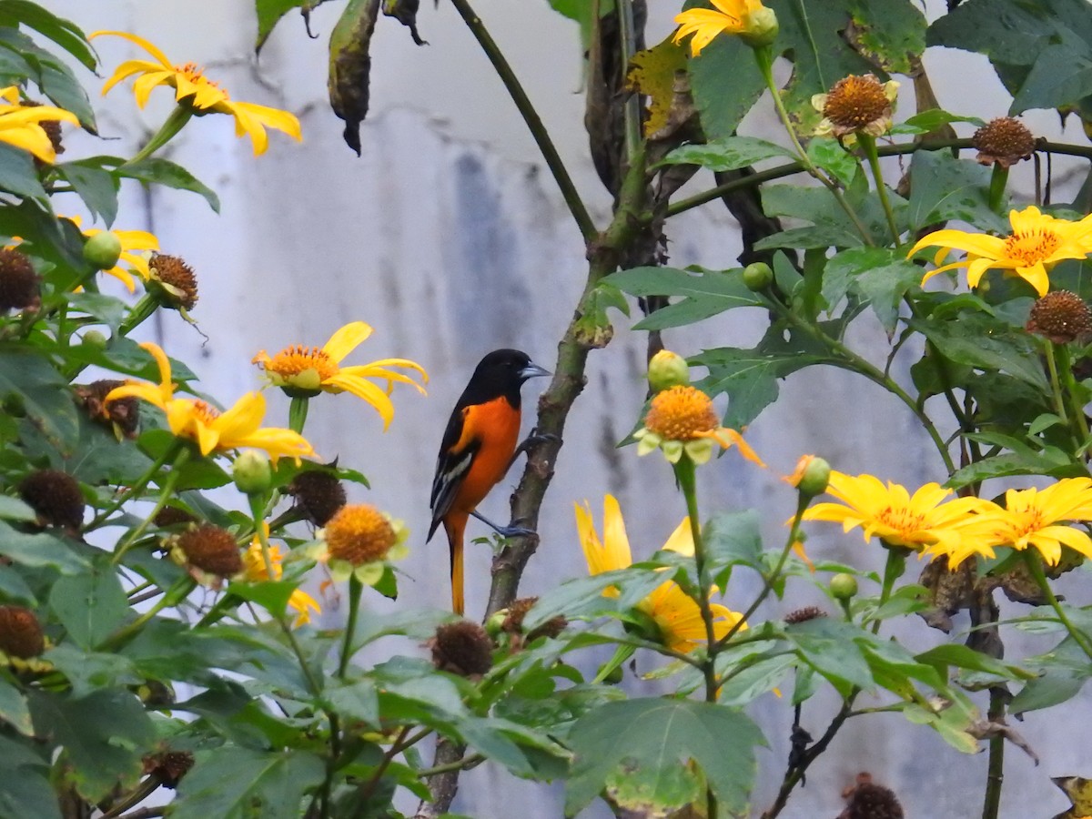 lundtrupial - ML644595774