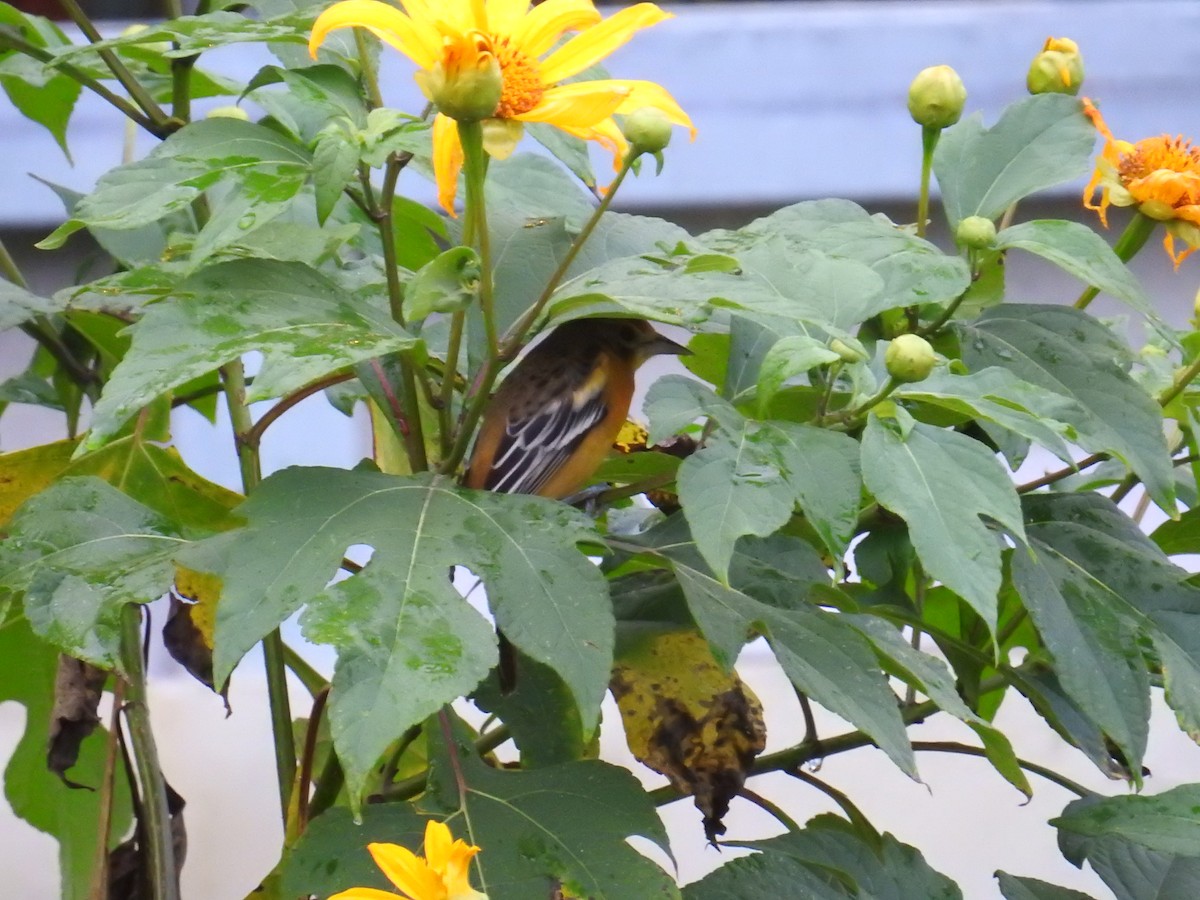 lundtrupial - ML644595775