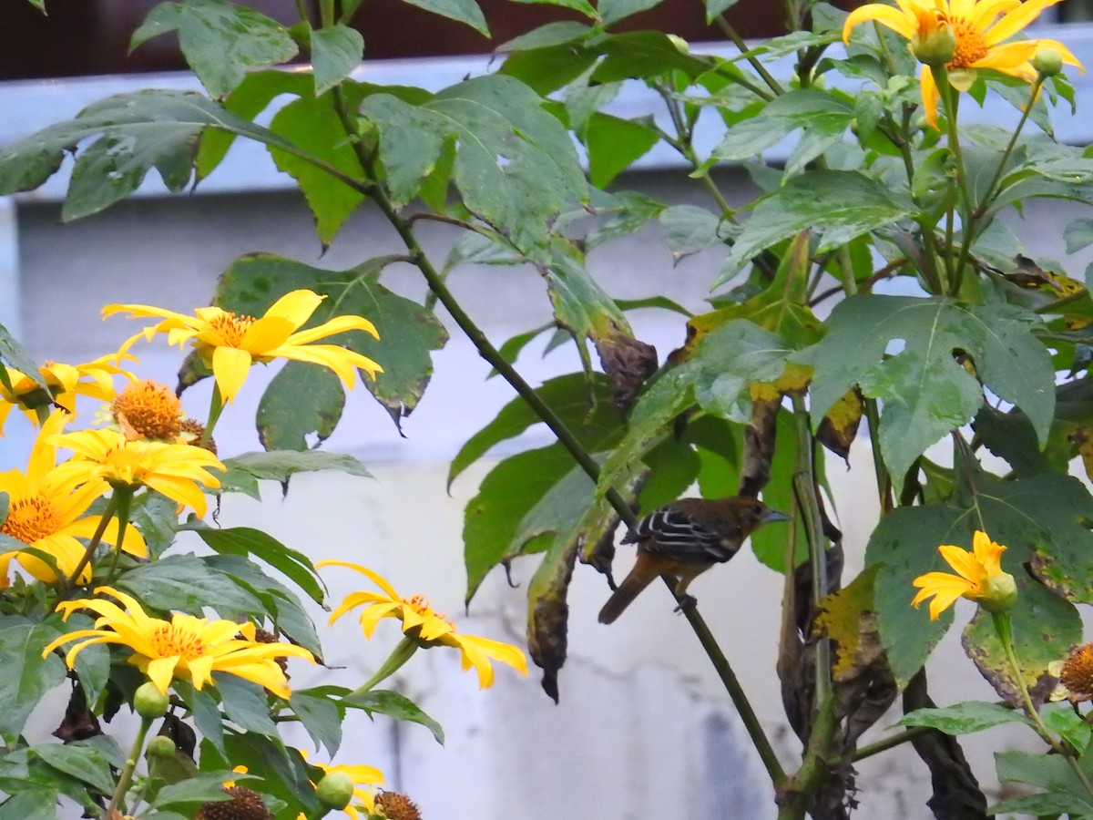 lundtrupial - ML644595776