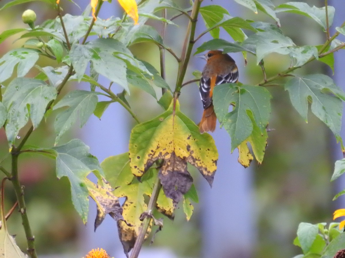 lundtrupial - ML644595777