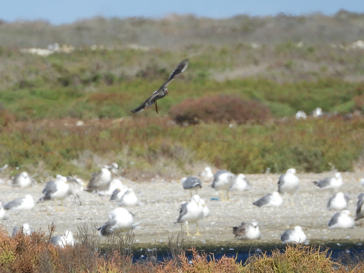 Spotted Redshank - ML644595780