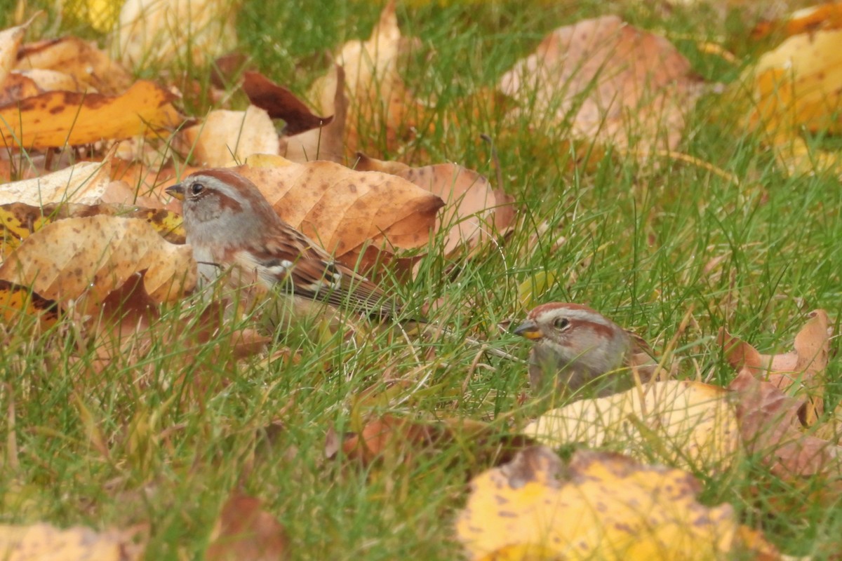 American Tree Sparrow - ML644595792