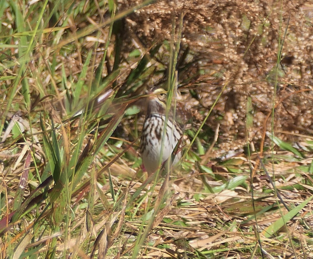 strnadec luční - ML644595793