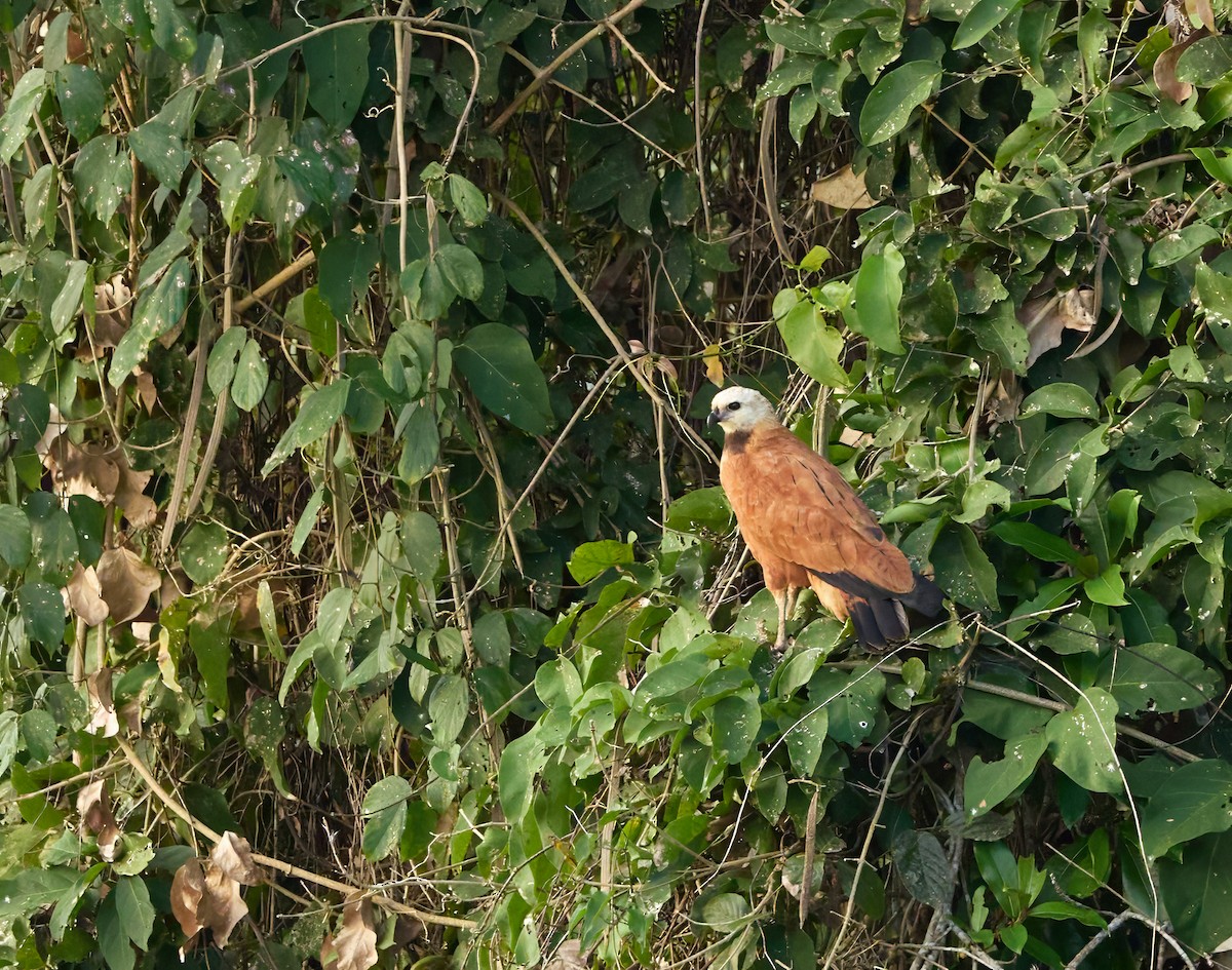 Busardo Colorado - ML644595802