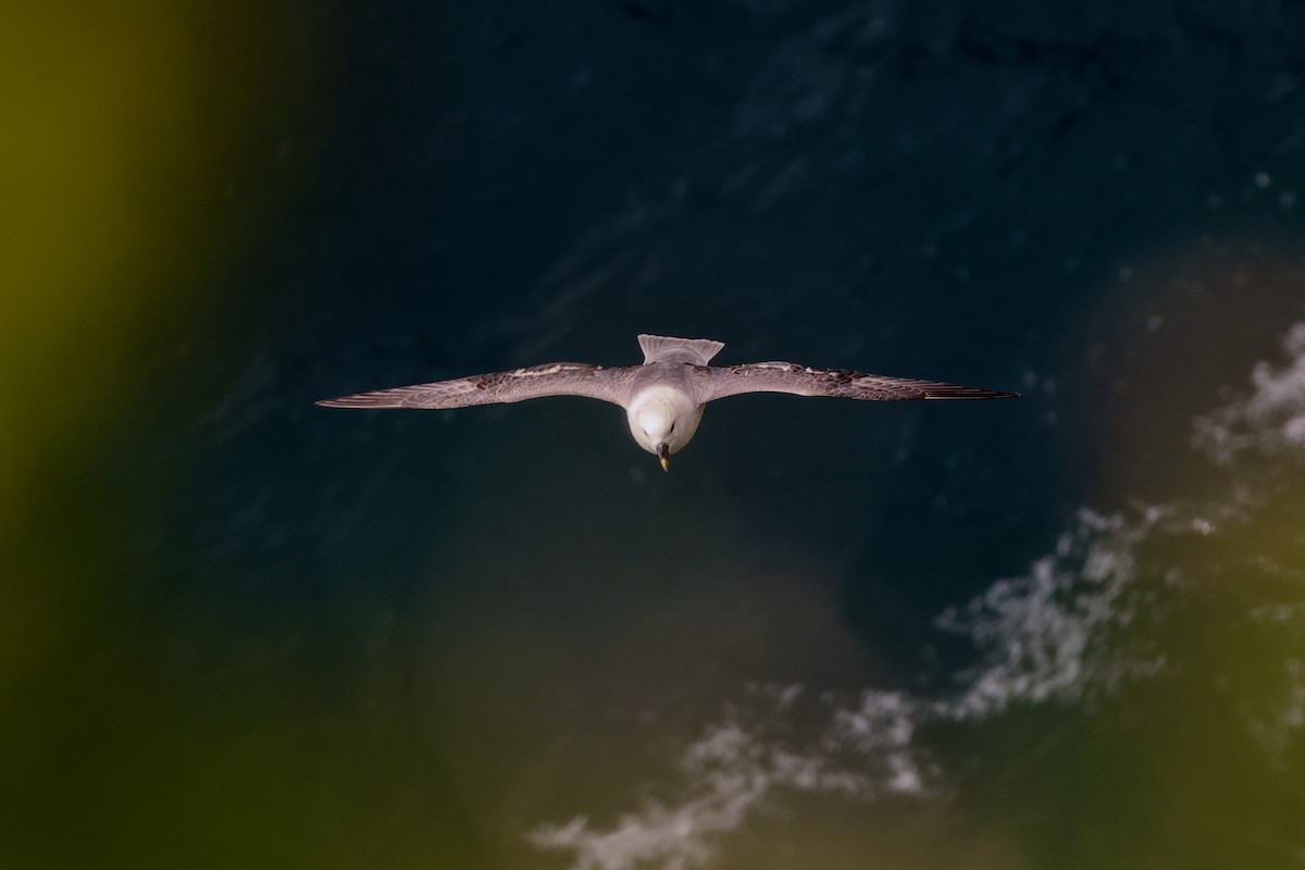 buřňák lední - ML644595808