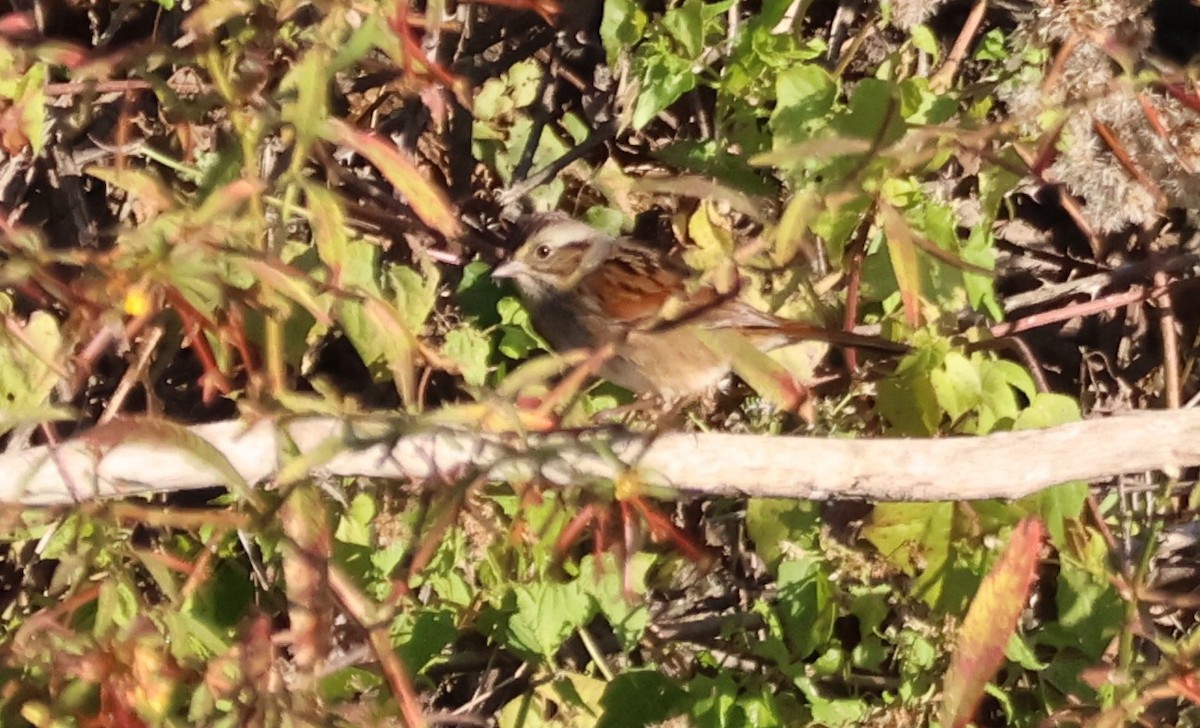 Swamp Sparrow - ML644595819