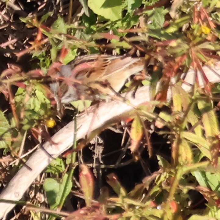 Swamp Sparrow - ML644595820