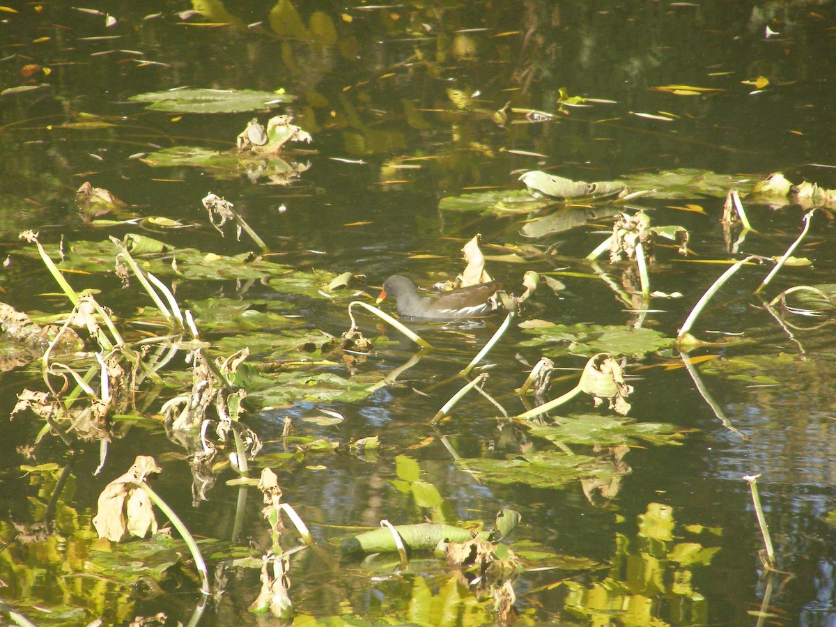Eurasian Moorhen - ML644595832