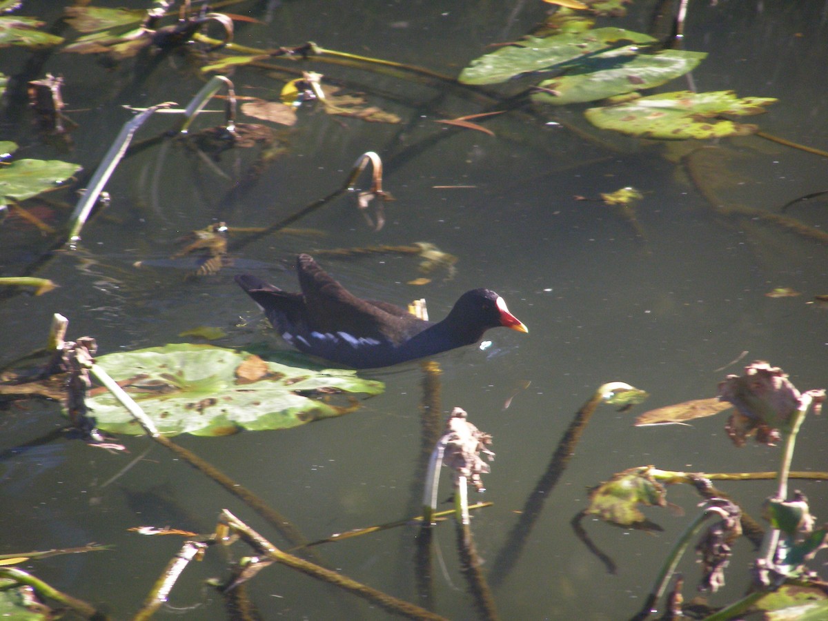Eurasian Moorhen - ML644595833