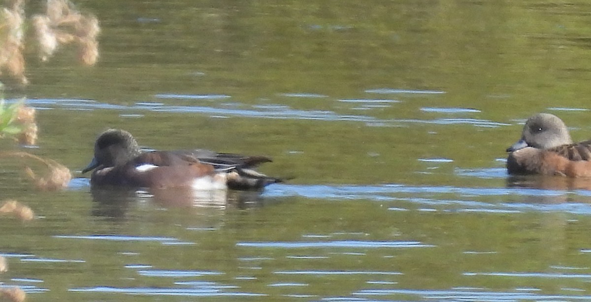 Свищ американський - ML644595834