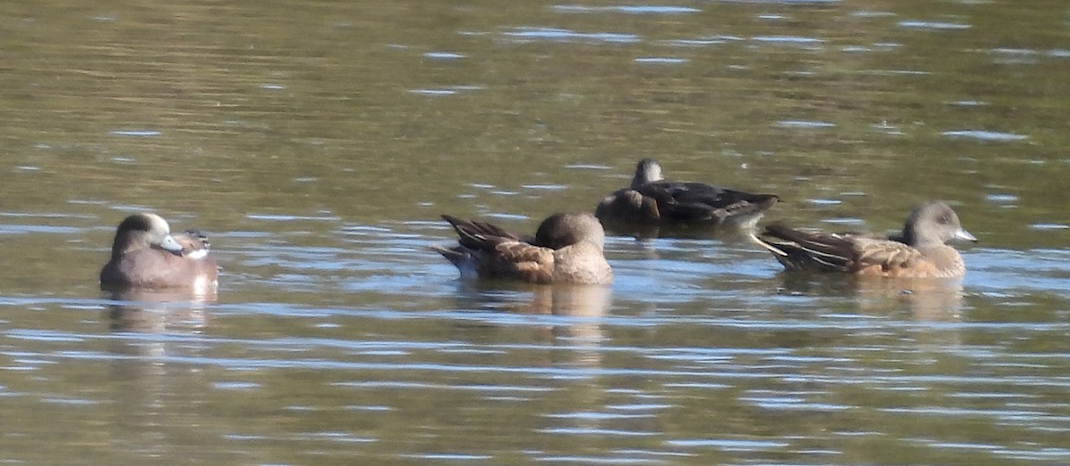 Свищ американський - ML644595835