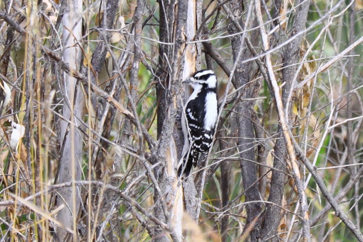 Downy Woodpecker - ML644595839