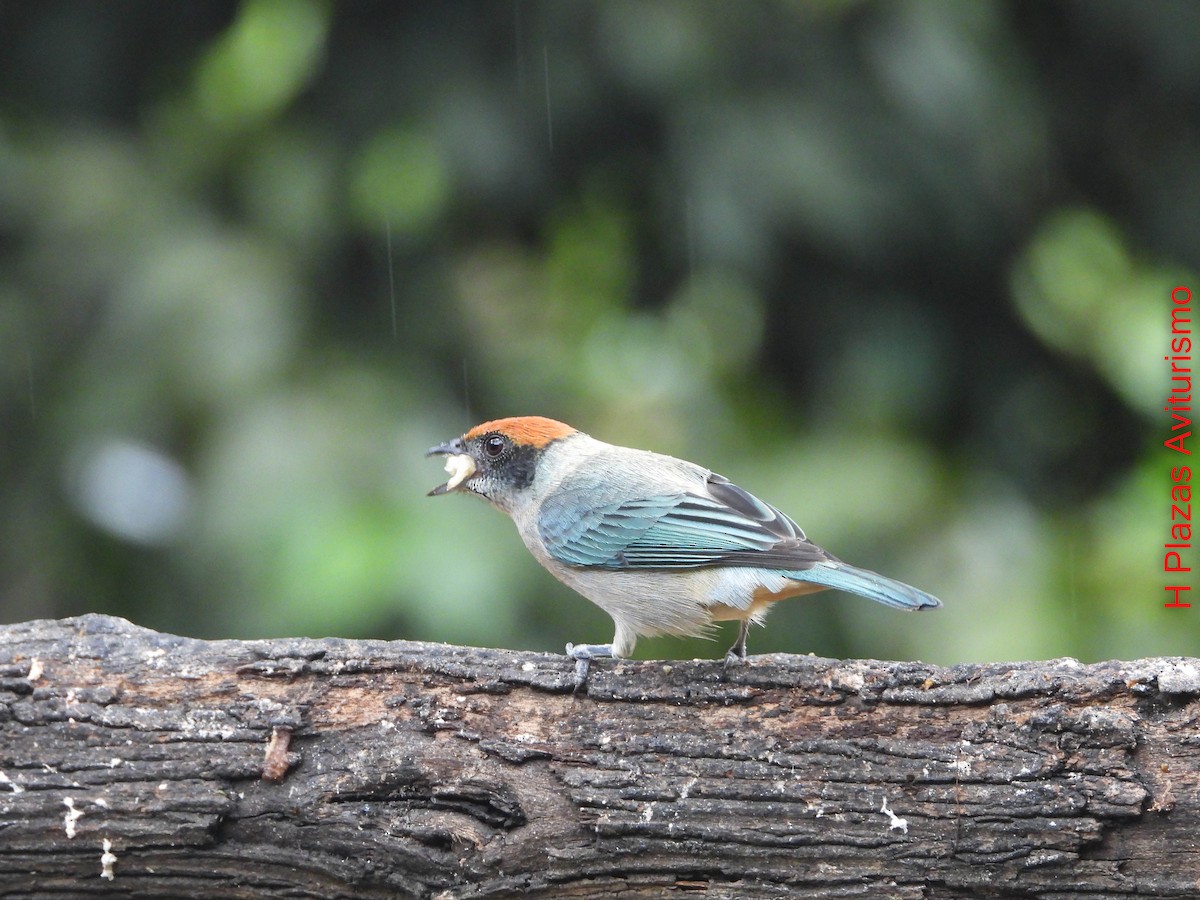 Scrub Tanager - ML644595840