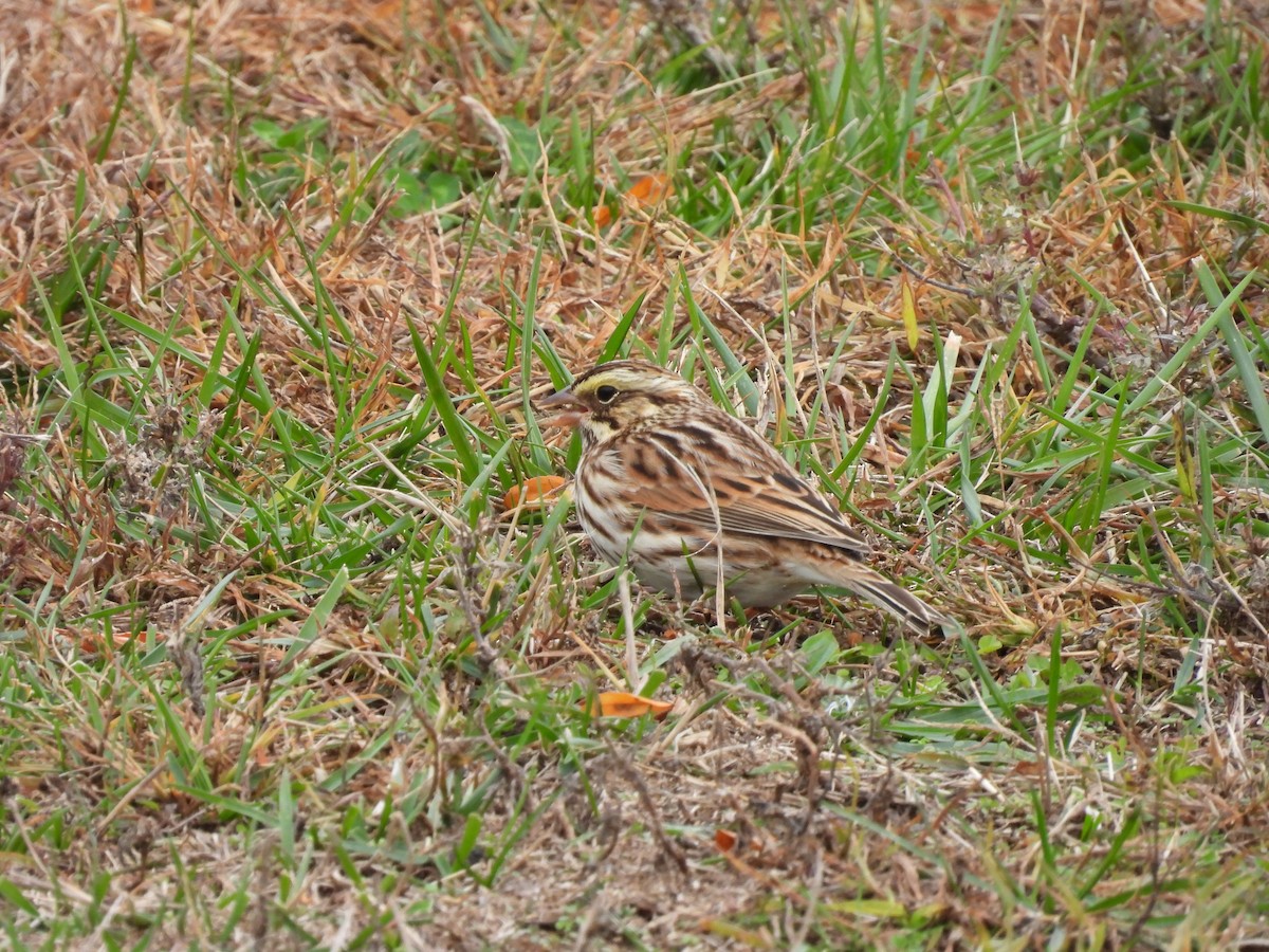 strnadec luční - ML644595842