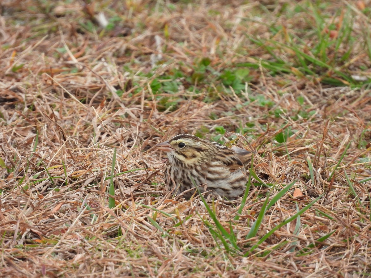 strnadec luční - ML644595843