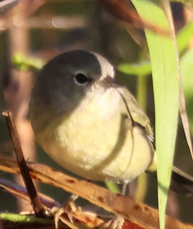 Orange-crowned Warbler - ML644595848