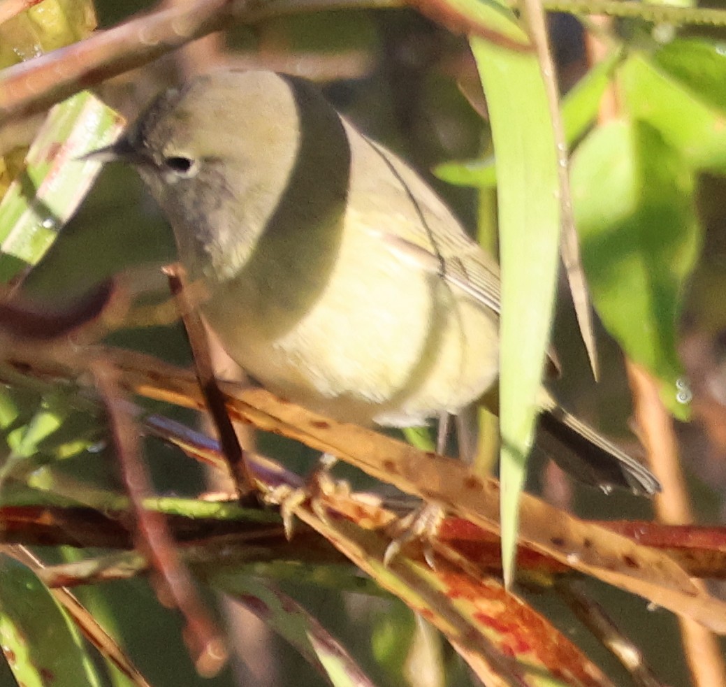 Orange-crowned Warbler - ML644595849