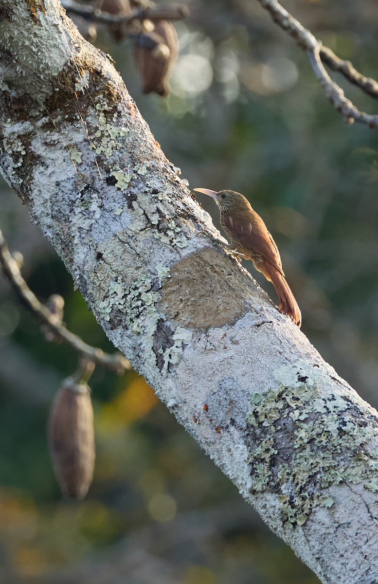 Inambari Woodcreeper - ML644595850