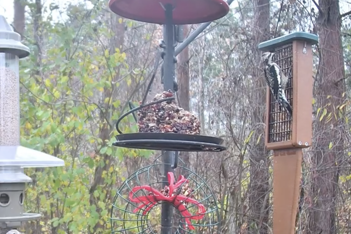 Yellow-bellied Sapsucker - ML644595859