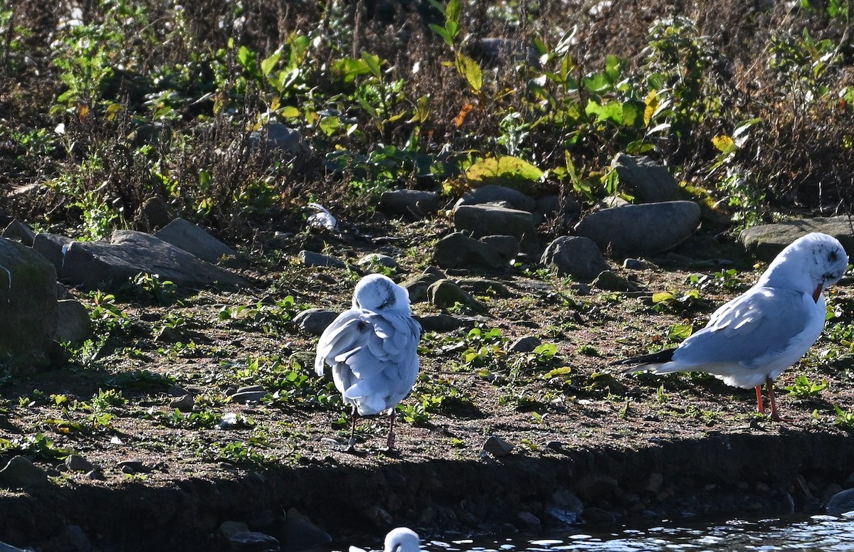 Mediterranean Gull - ML644595864