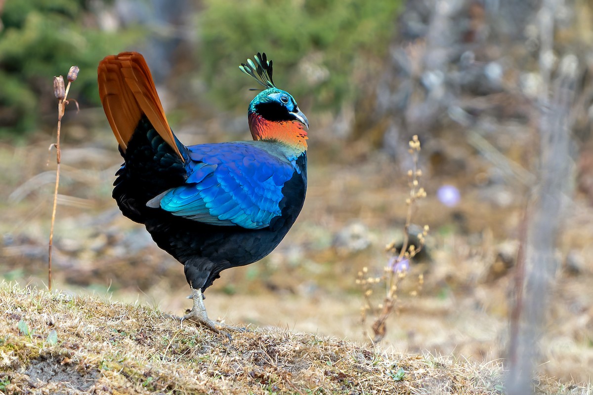 Himalayan Monal - ML644595872