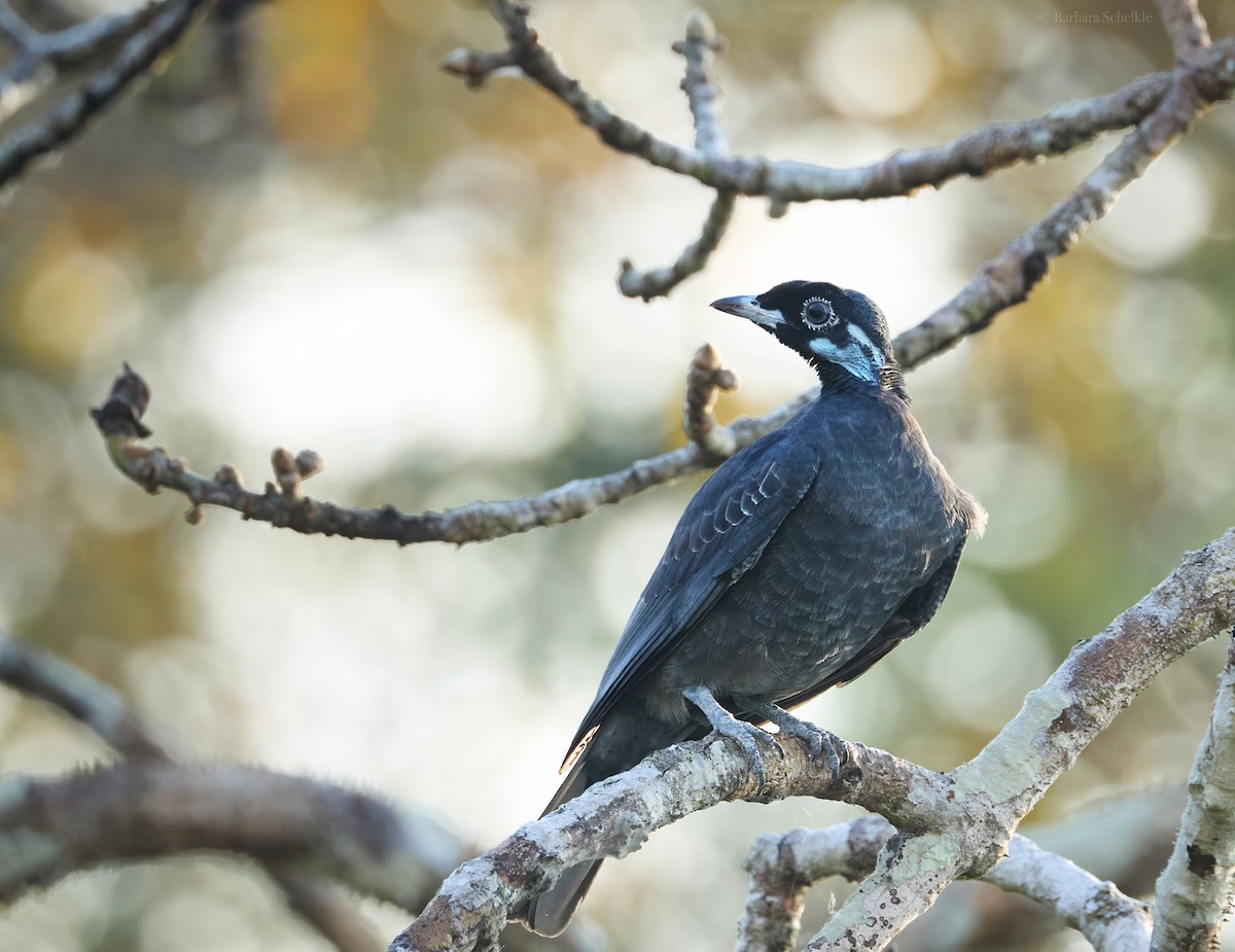 Bare-necked Fruitcrow - ML644595879