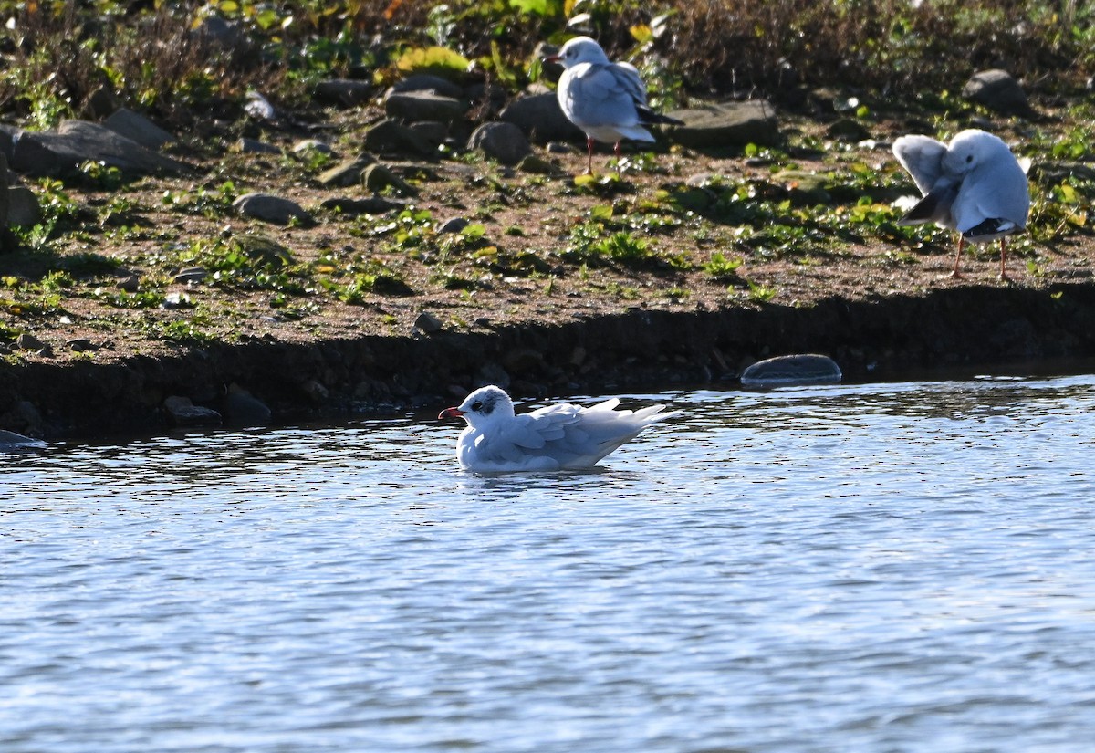 Mediterranean Gull - ML644595888