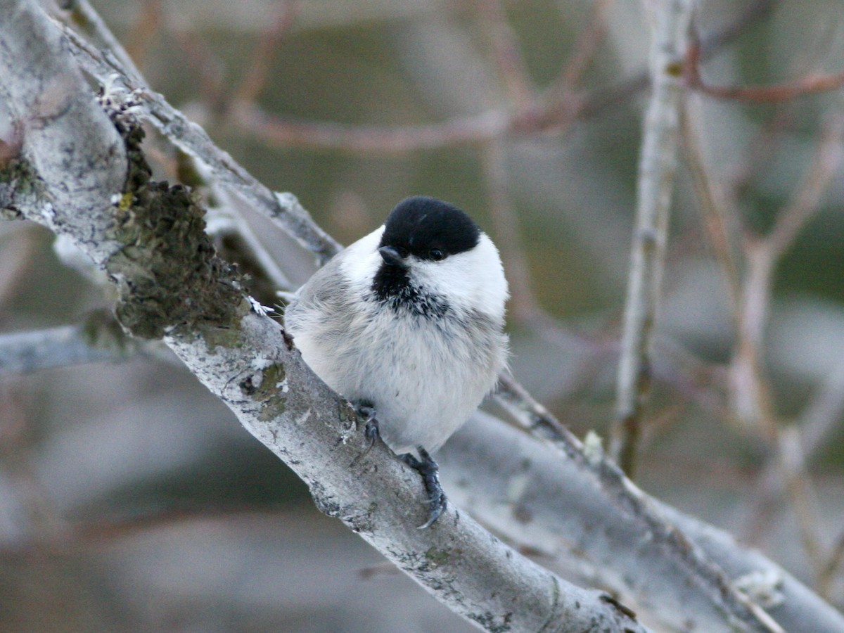Mésange boréale - ML644595890