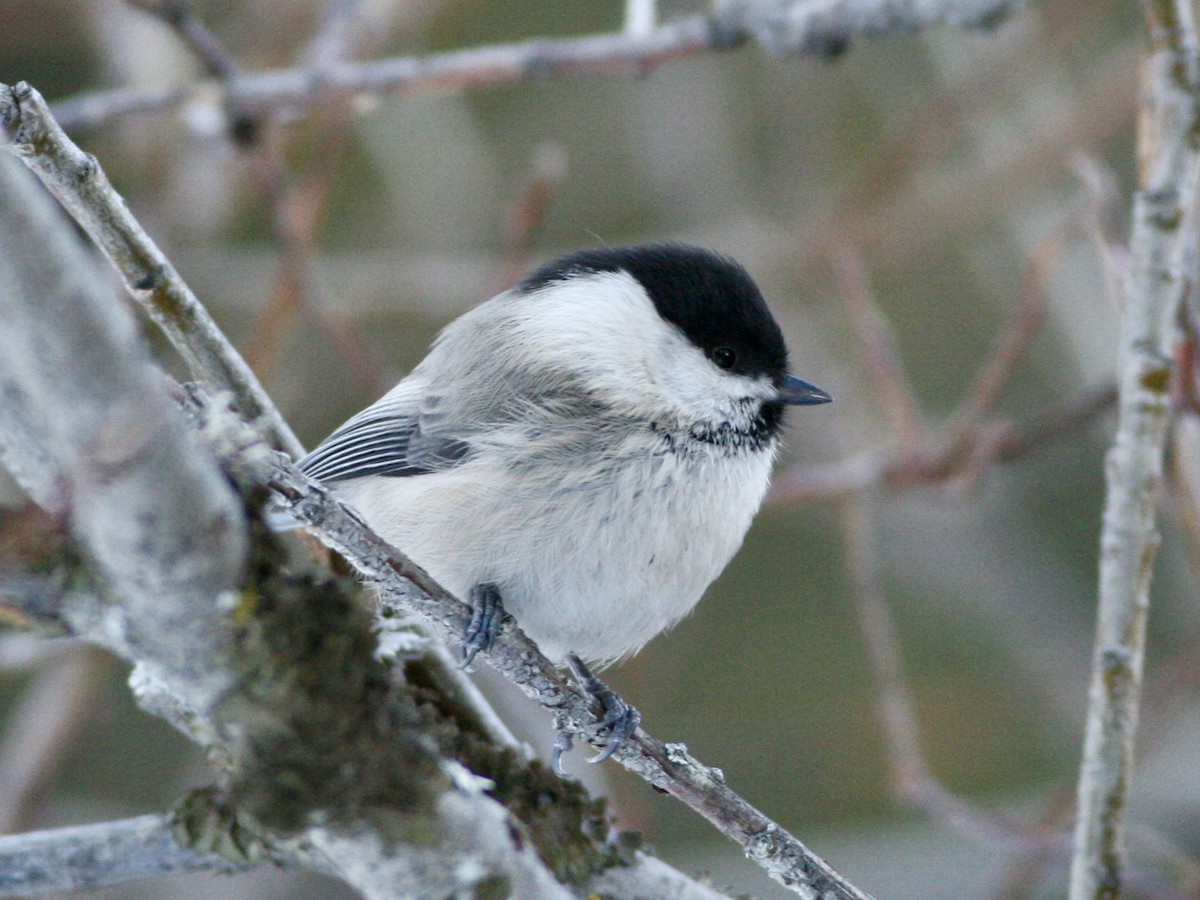Mésange boréale - ML644595891