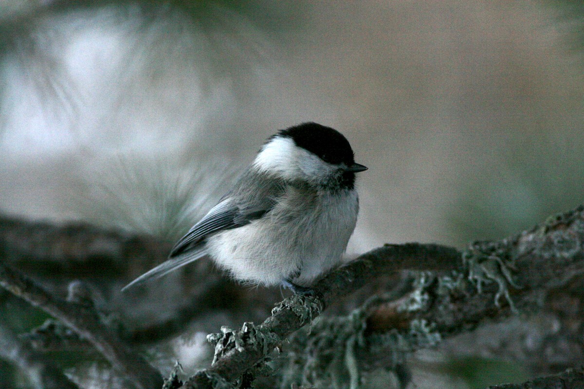 Mésange boréale - ML644595892
