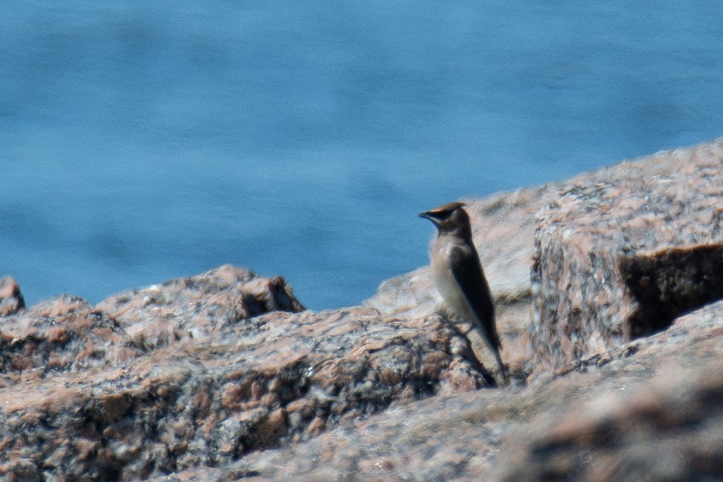 Cedar Waxwing - ML644595900