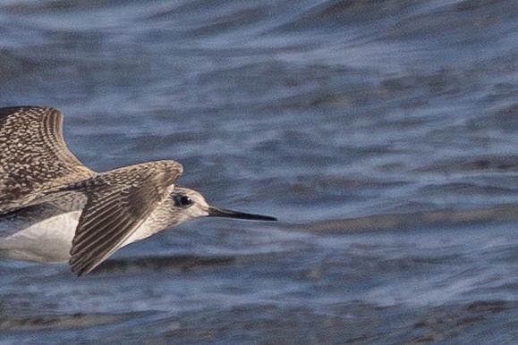 Greater Yellowlegs - ML644595916